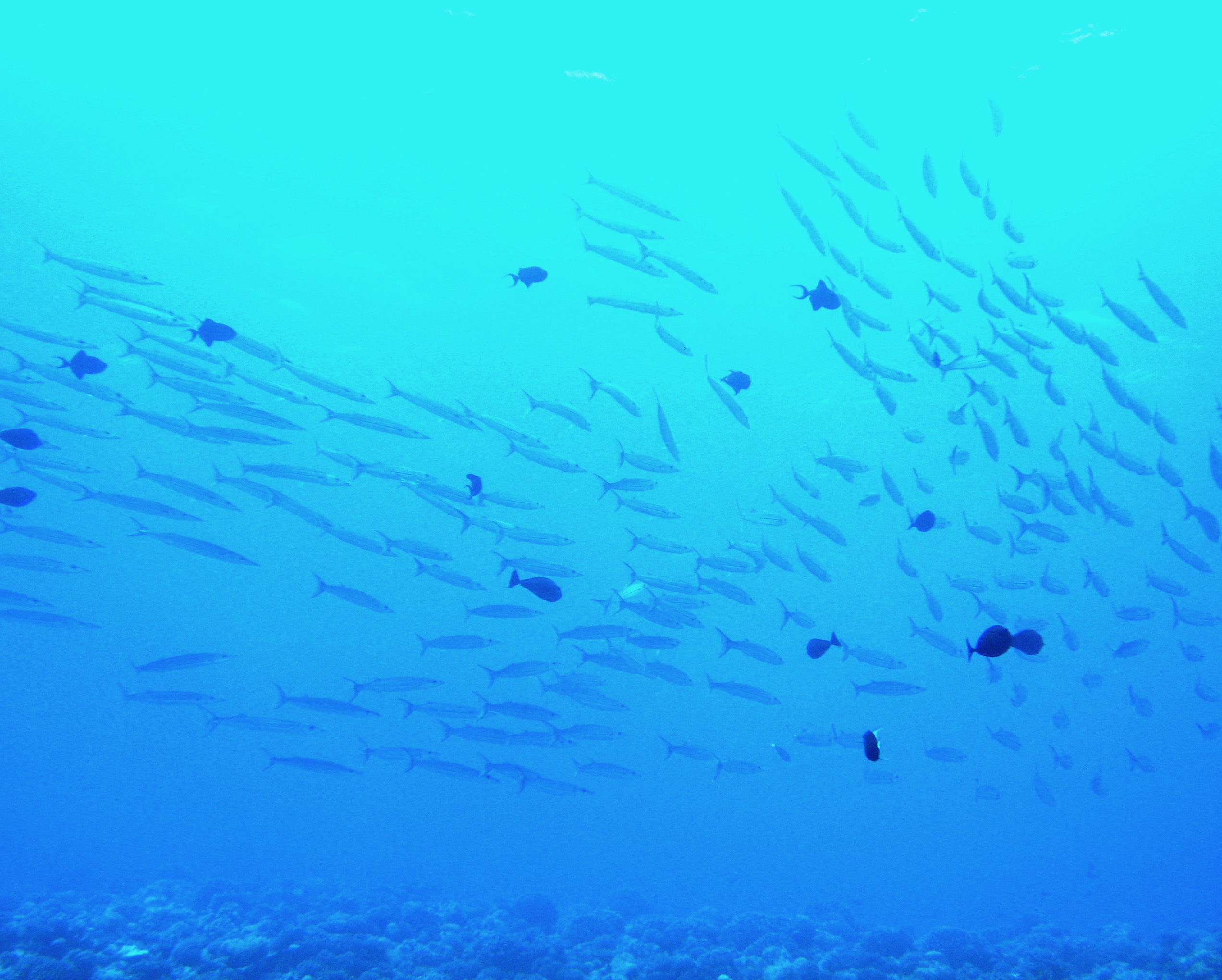 Fish Populations Don't Follow Simple Rules—And That Changes Everything We Thought We Knew