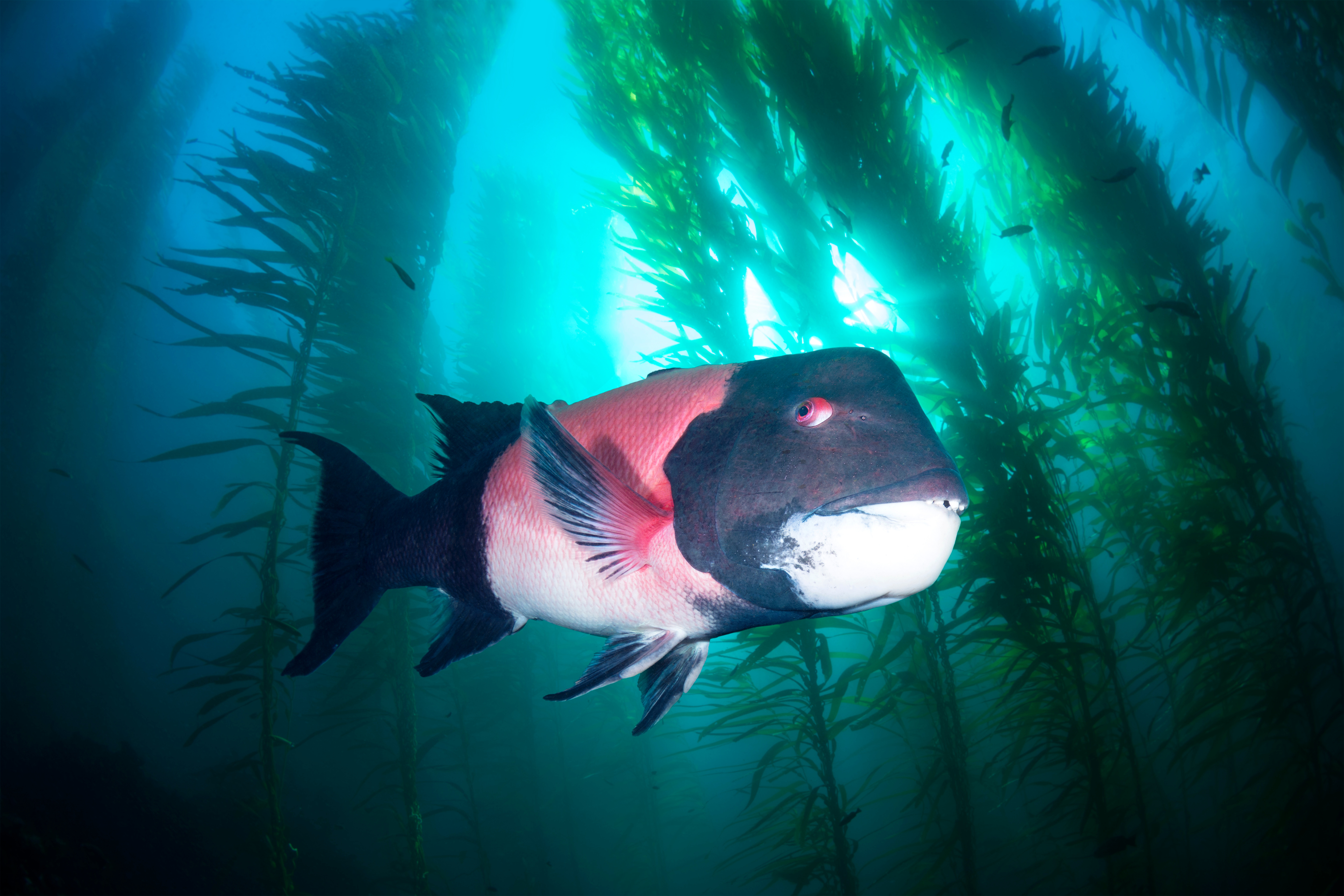 California sheephead swimming through kelp forest
