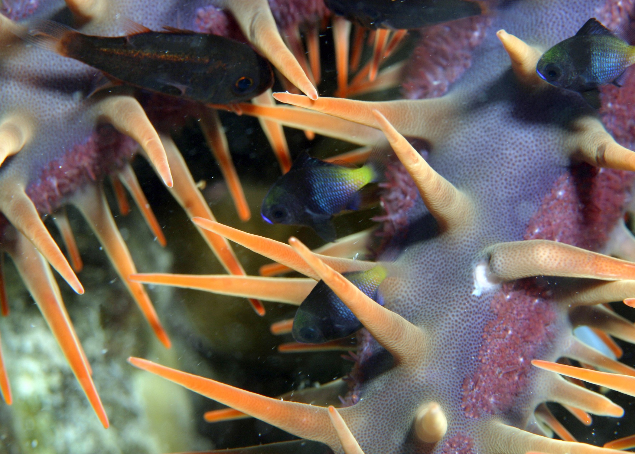 Crown-of-thorns starfish on coral reef