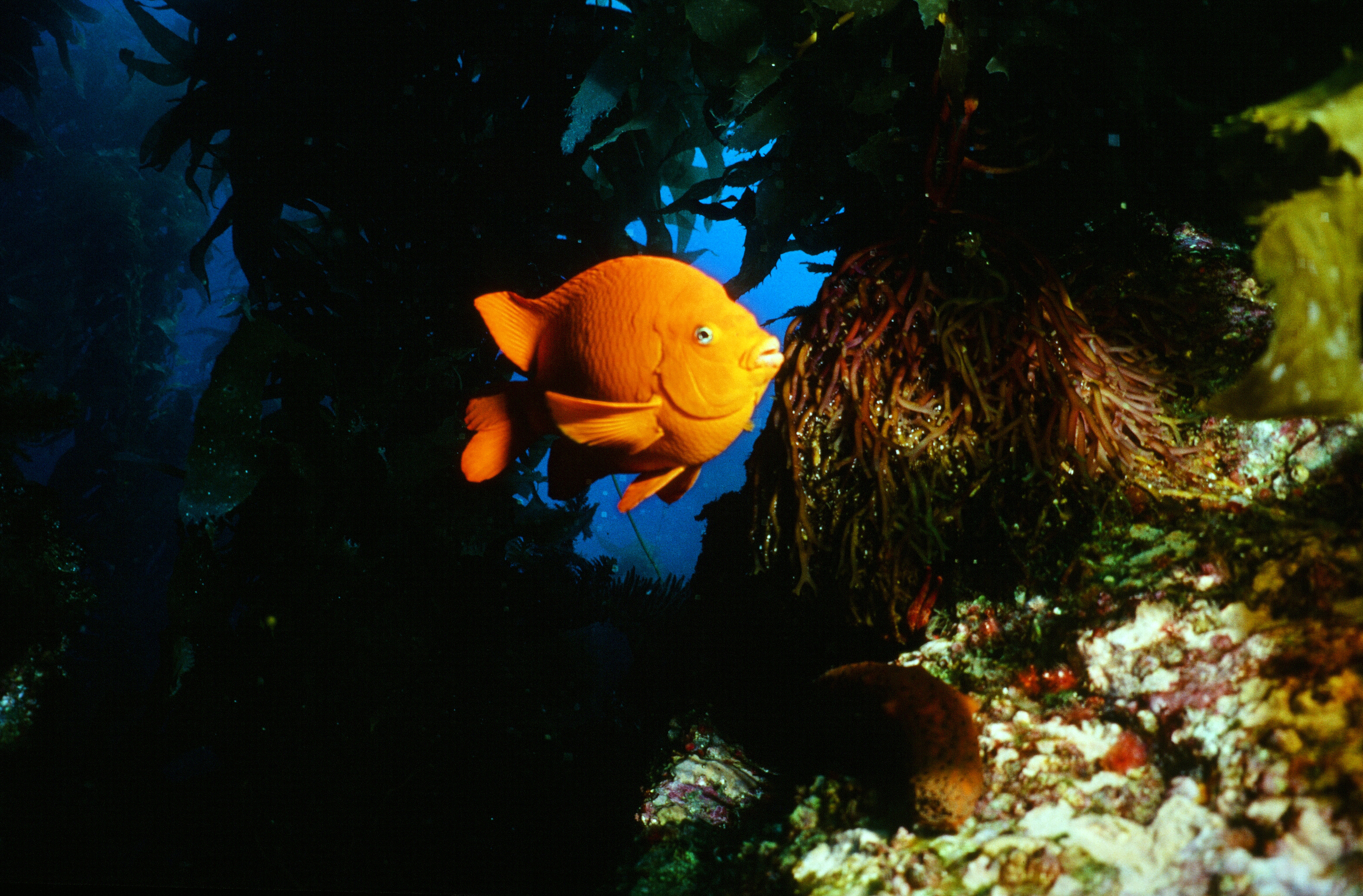 Bright orange Garibaldi fish in kelp forest