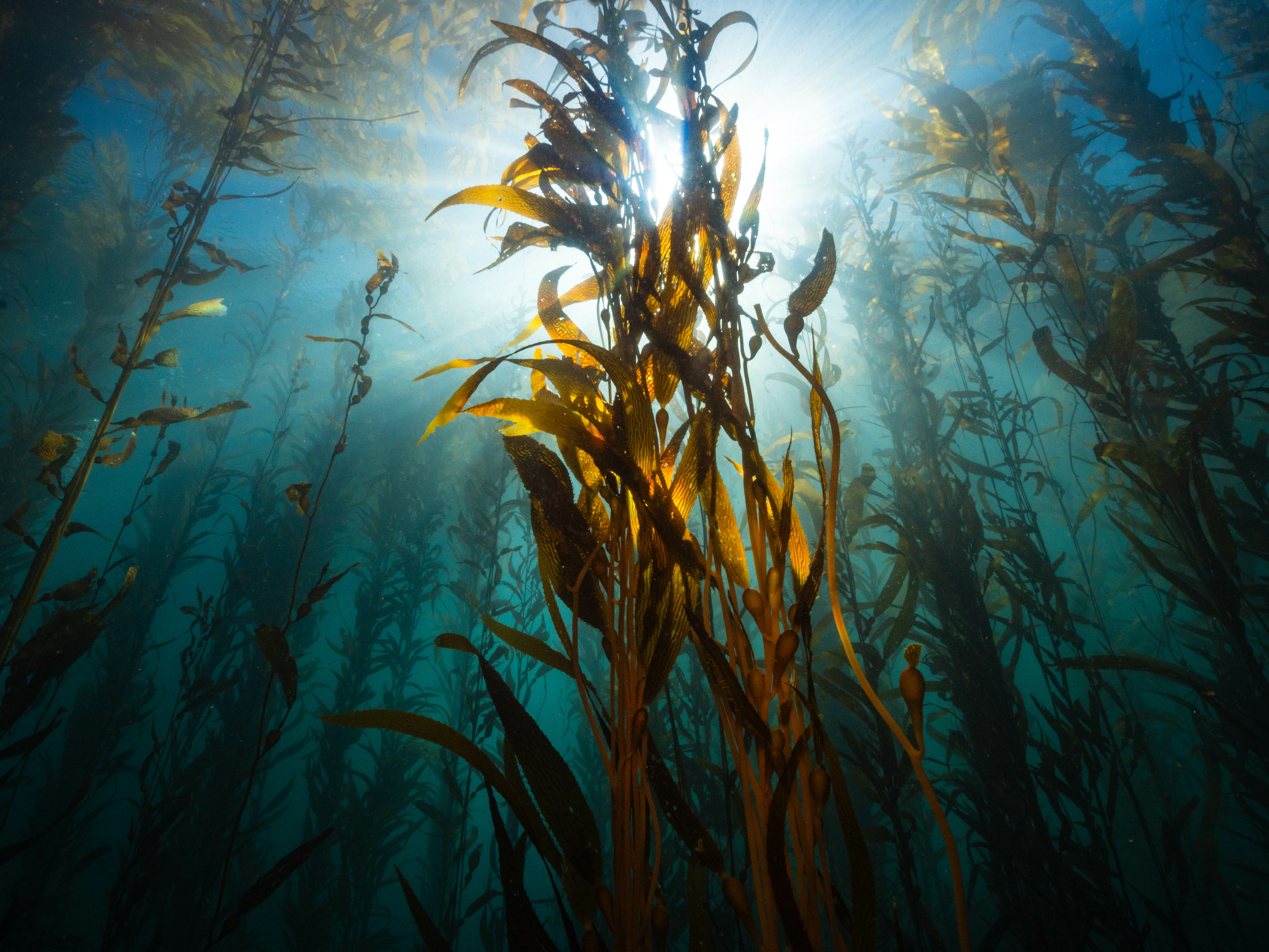 Kelp forest ecosystem in Santa Barbara