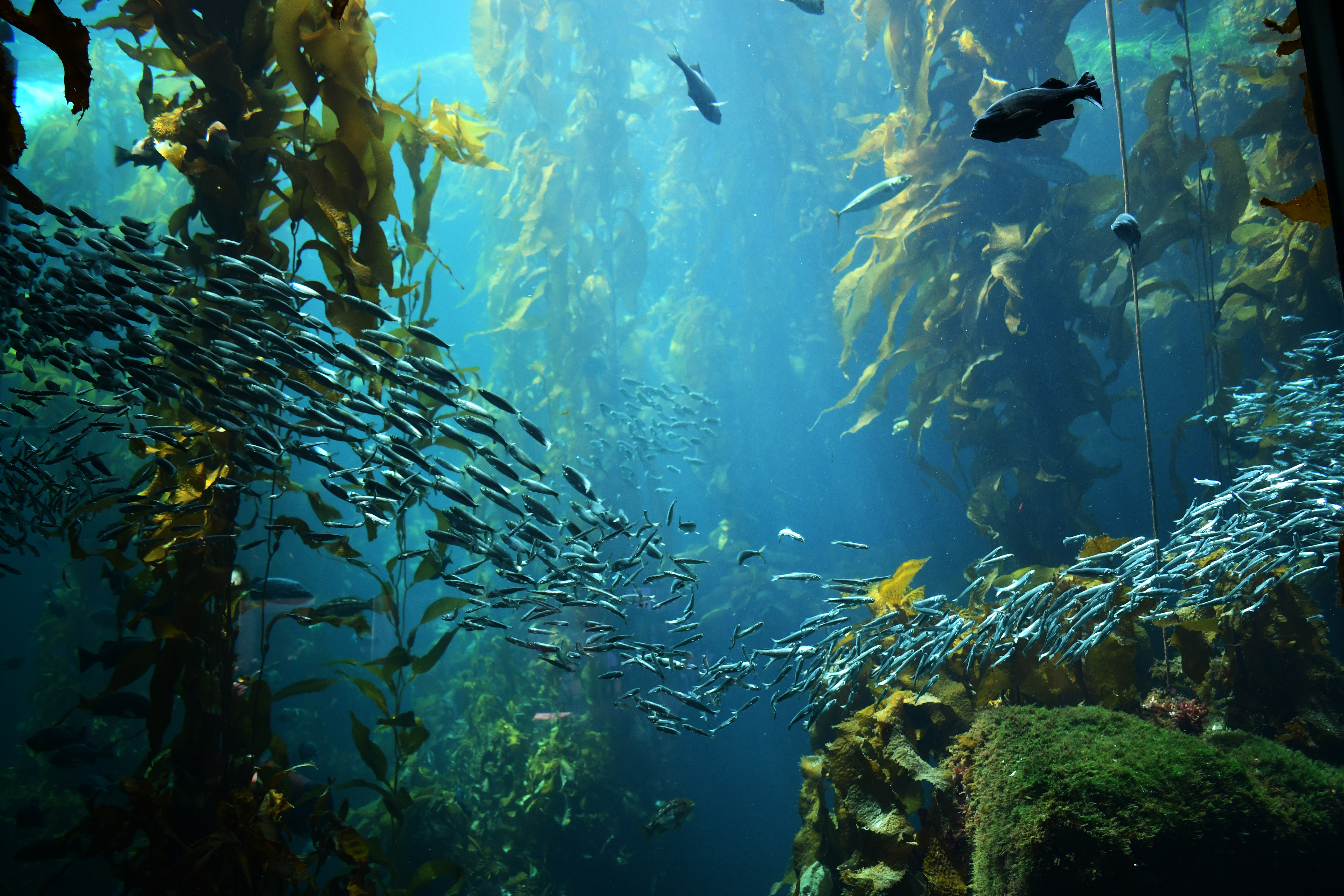 Thriving kelp forest ecosystem with fish