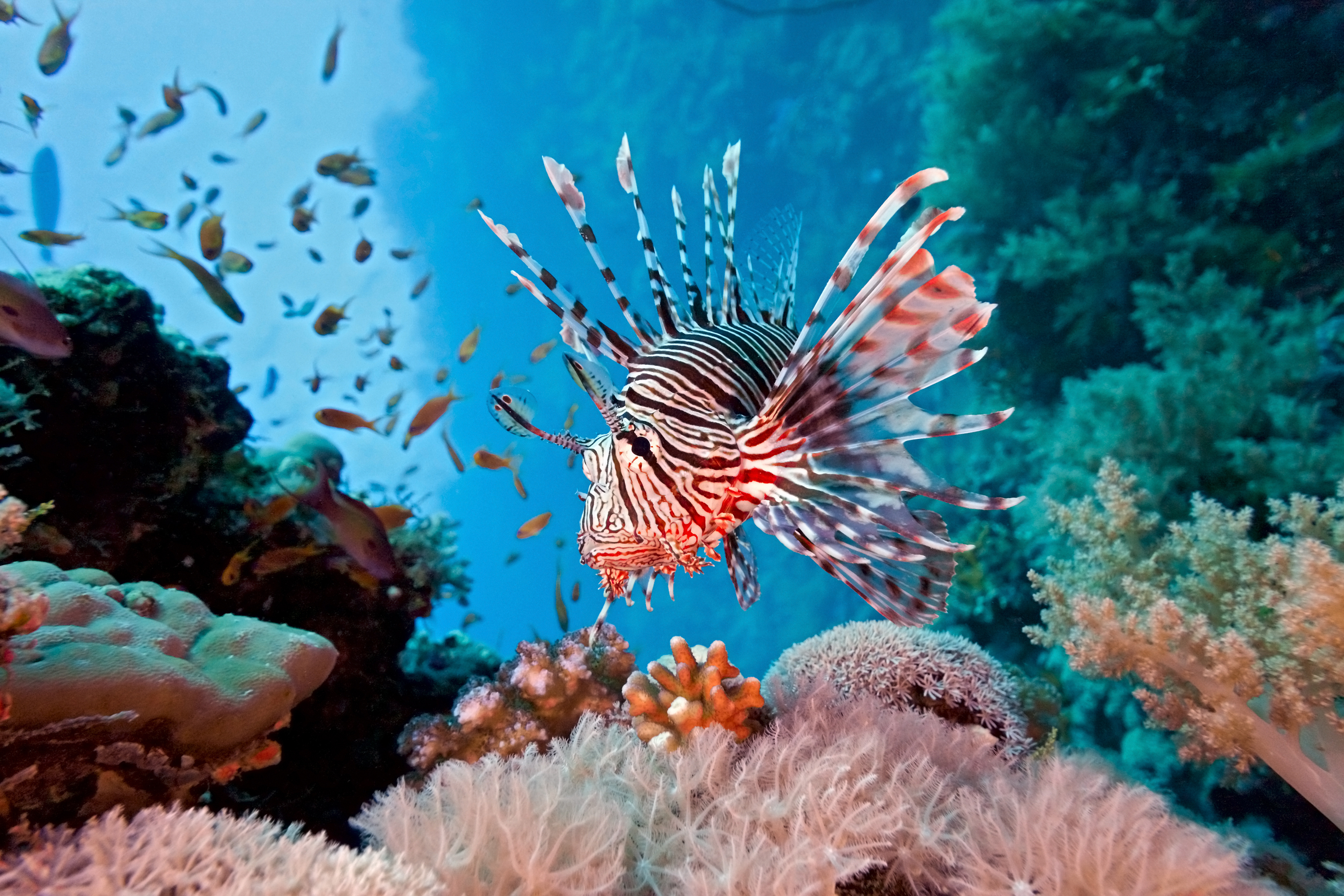 Invasive lionfish near soft coral