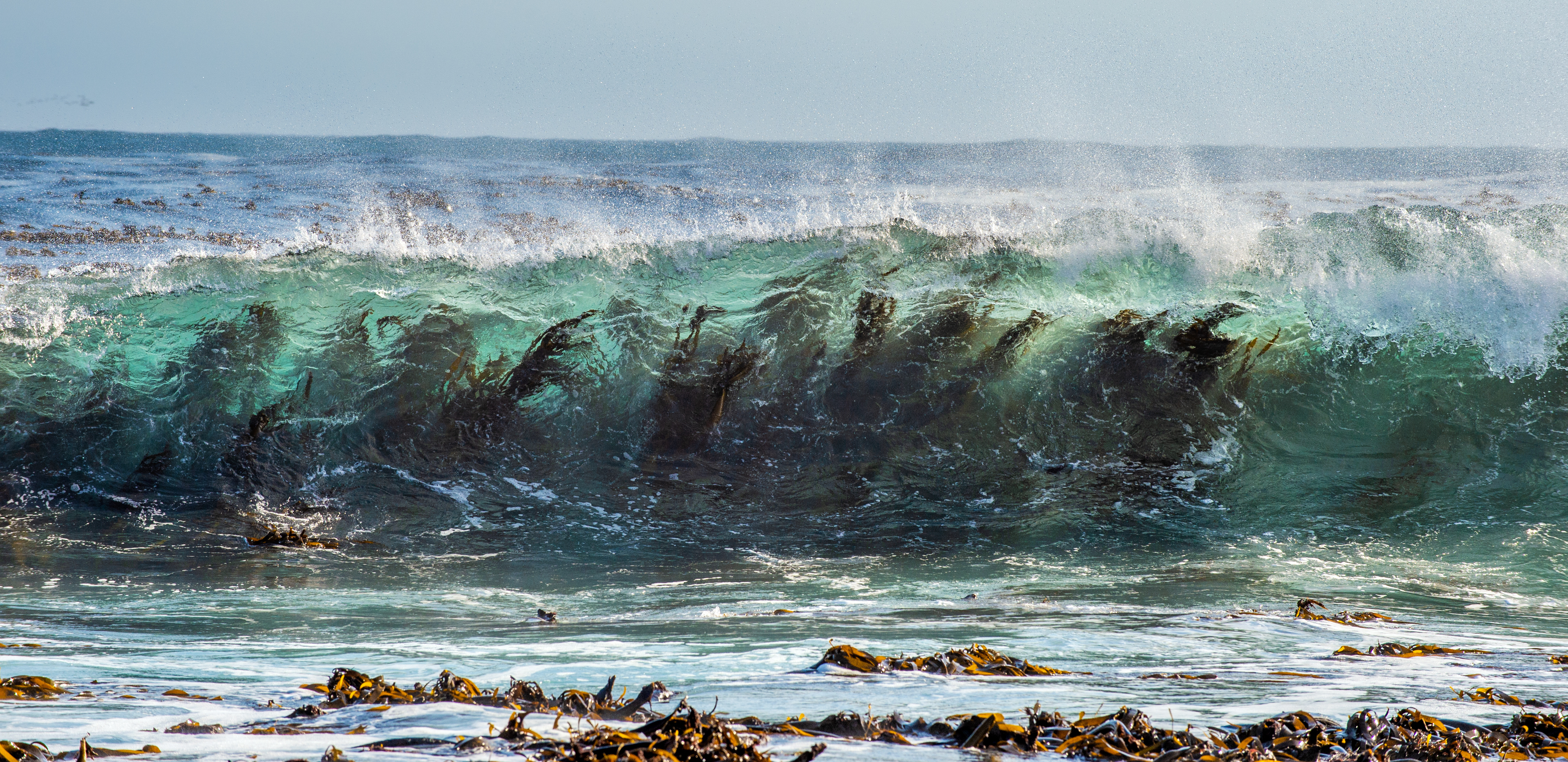 Ocean wave breaking over kelp canopy