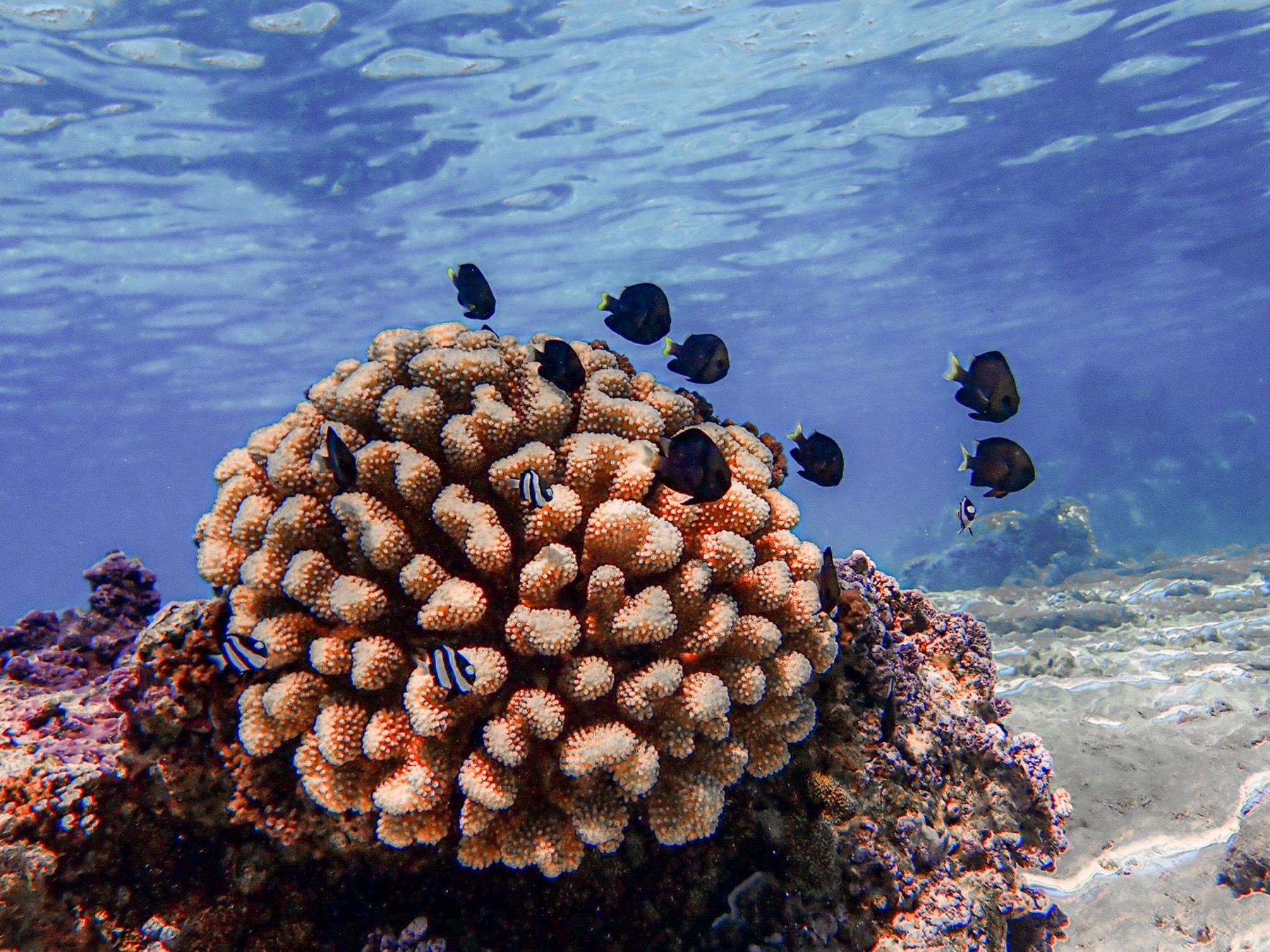Coral's Live-In Fish Are Reef Medics That Speed Wound Healing