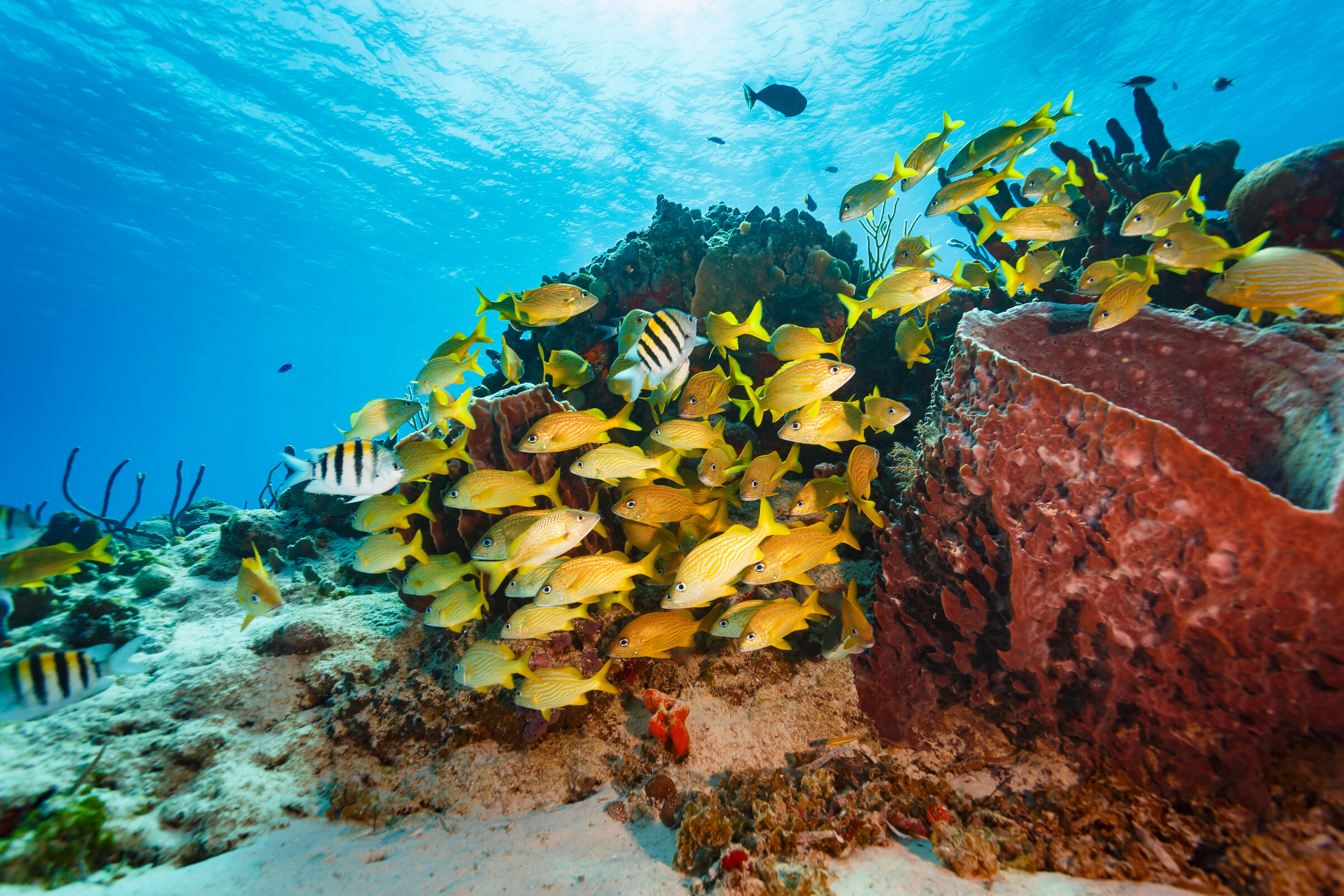 Fish Diversity Helps Keep Ocean Nutrient Cycling Stable